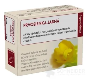 HANUS Primel FRÜHLINGSBLUME