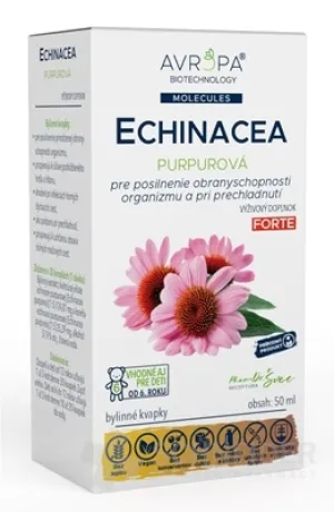 EUROPA Echinacea lila